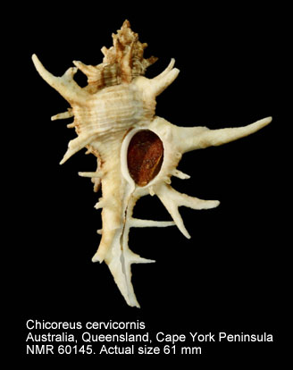 Chicoreus cervicornis (6).jpg - Chicoreus cervicornis (Lamarck,1822)